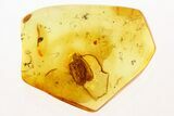 Detailed Fossil Planthopper (Fulgoroidea) In Baltic Amber #288666-1